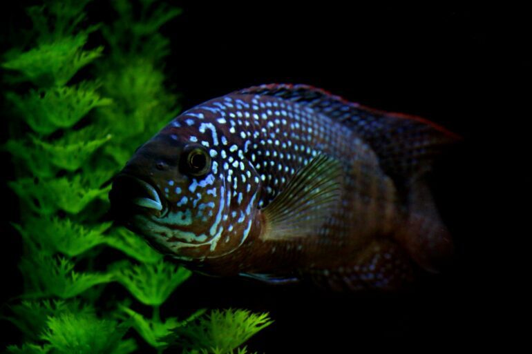 jack dempsey water fish tank care