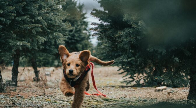 reasons dog daily exercise great
