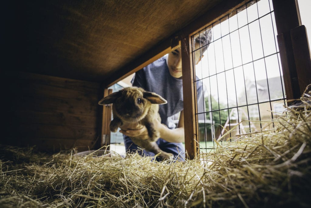 homemade rabbit hutch