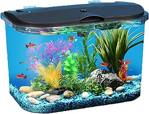betta fish tank