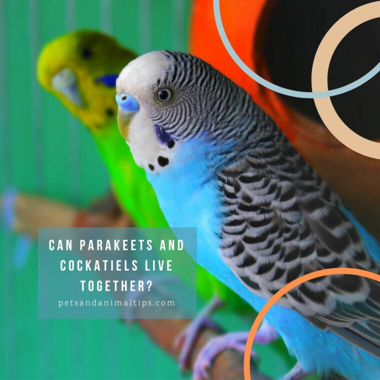 Can Parakeets and Cockatiels live together Can Parakeets and Cockatiels live together