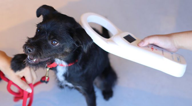 puppy getting a chip