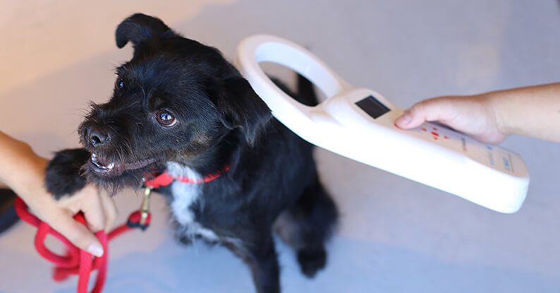 puppy getting a chip