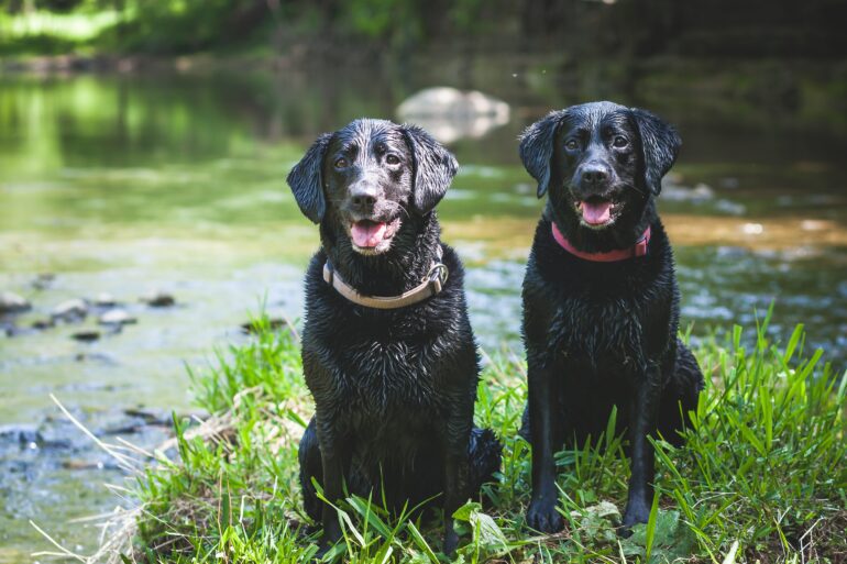 dog tracking collars
