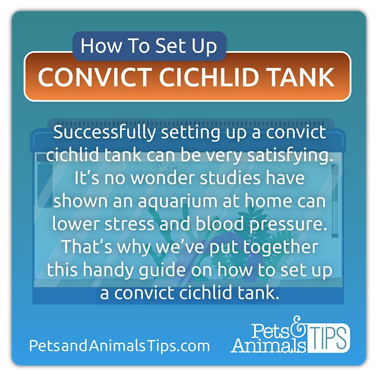 Set Up a Convict Cichlid Tank Guide