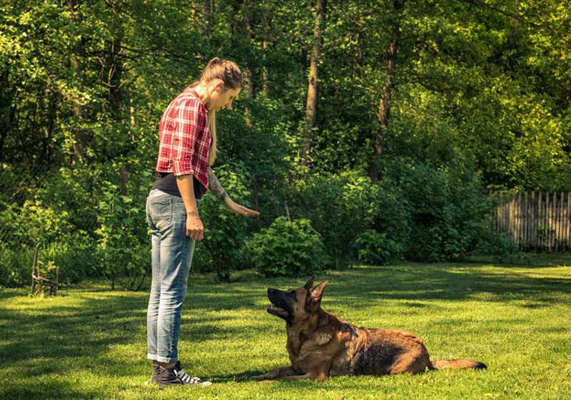 down command to teach dog