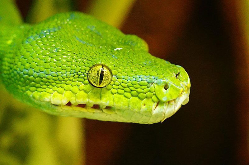 Green boa