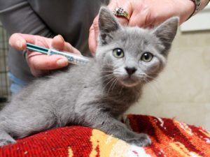 Cat getting a chip