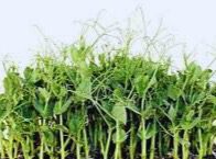rabbits eat pea shoots
