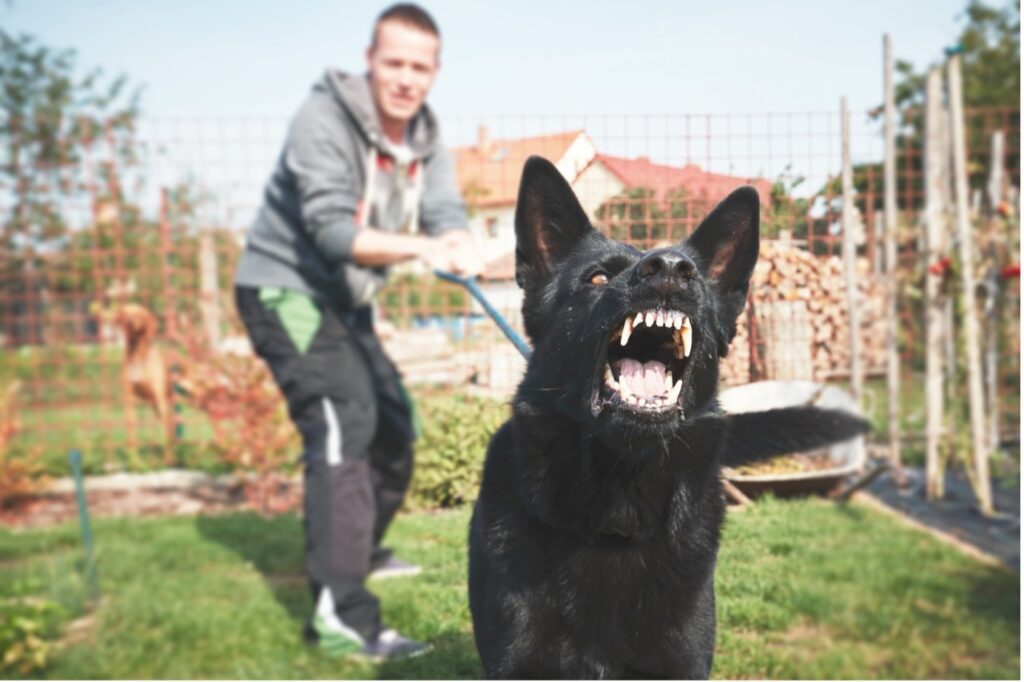 Quiet barking dog