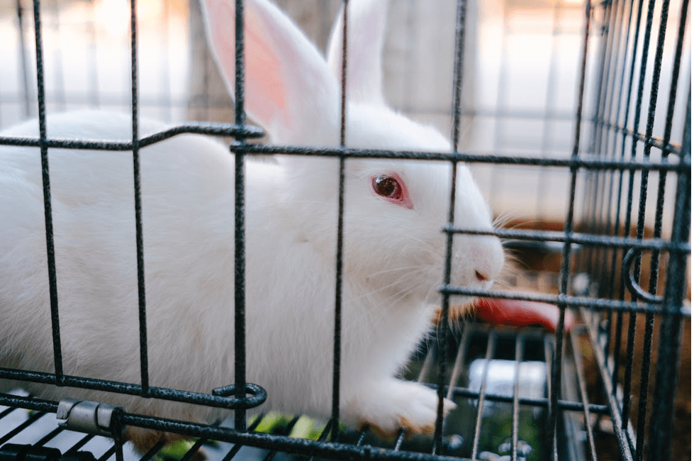 rabbit cage cleaning