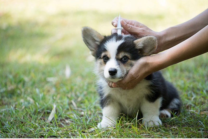 A puppy getting treated