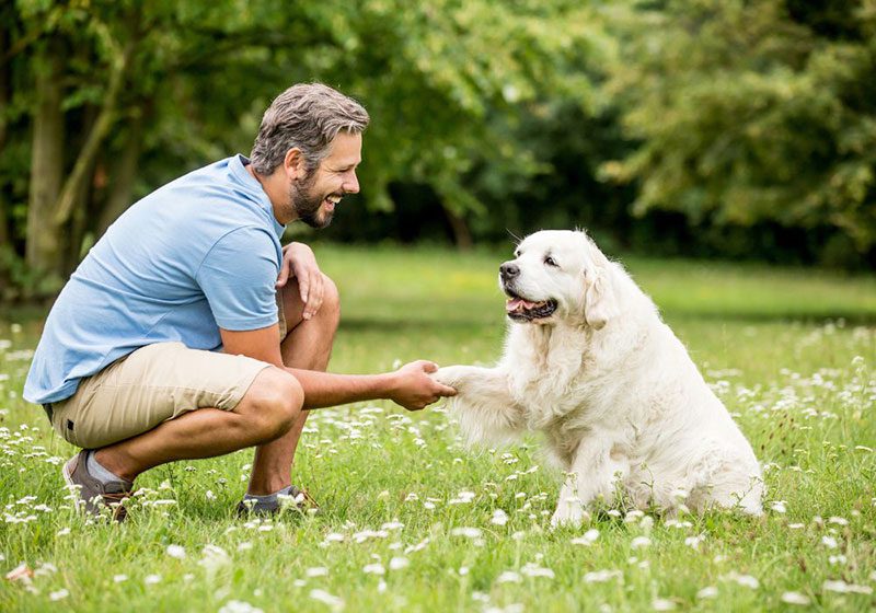 sit command to teach dog