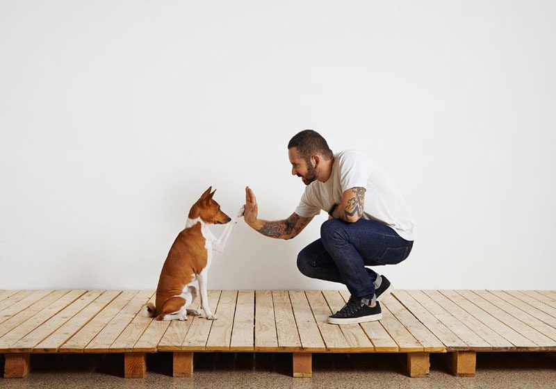 stay command to teach dog