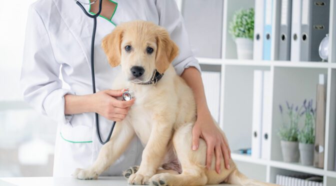 proper pet veterinary care