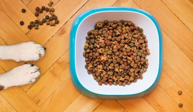 choose right dog food needs