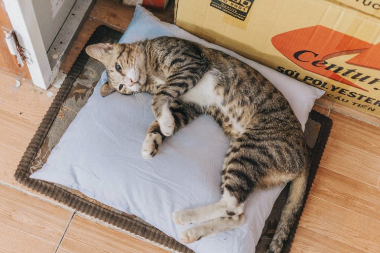 front top entry cat litter boxes
