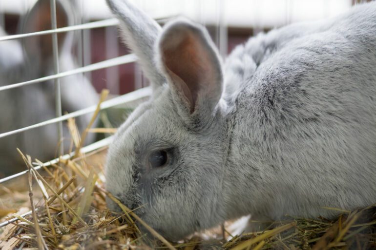 White gray rabbit inside a cage
