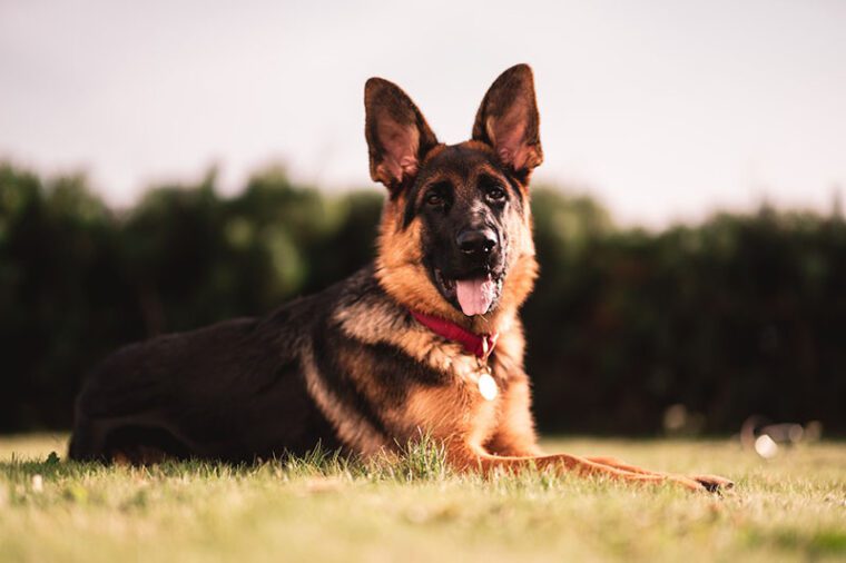 german shepherd hip dysplasia