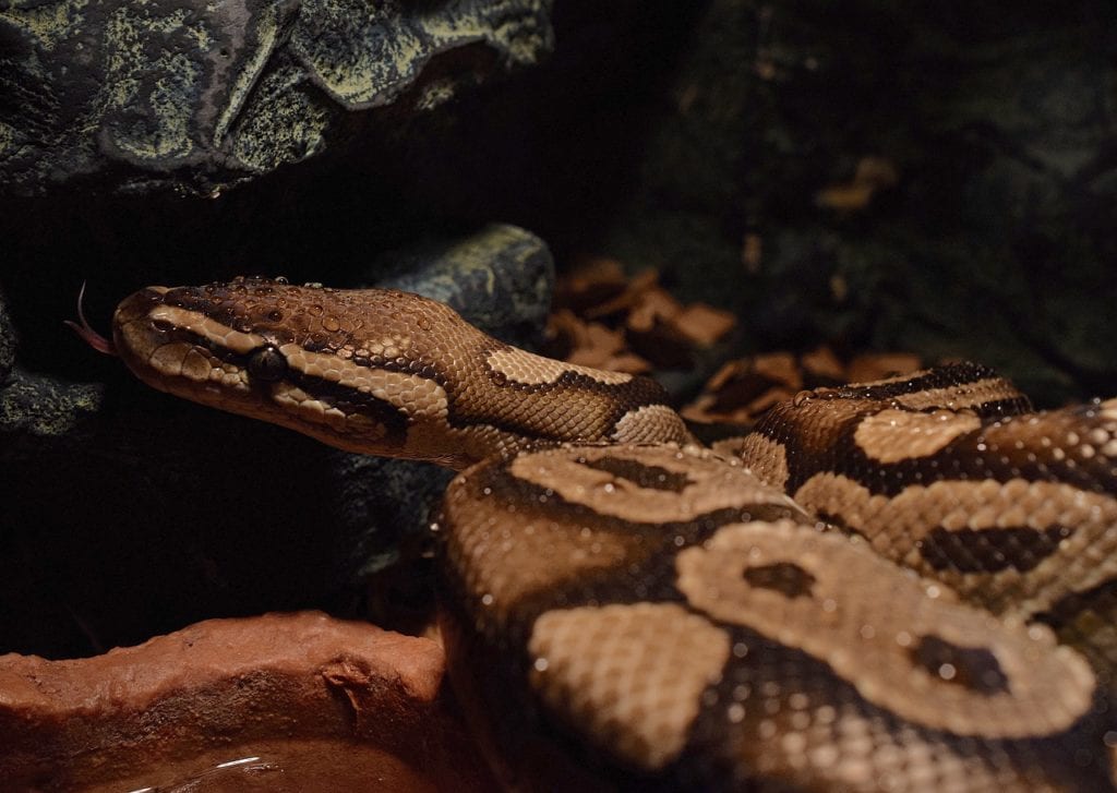 ball python 3235653 1280