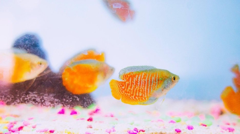 best (most popular) dwarf gourami