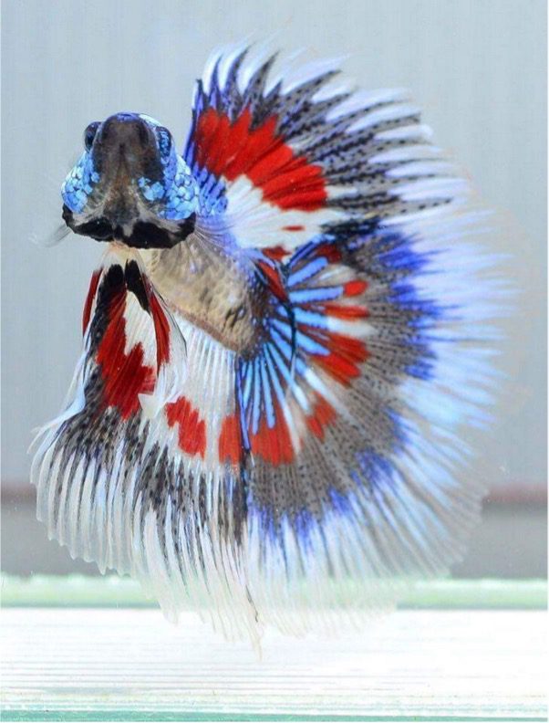 betta fish water tank care