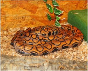 Rainbow Boa in terrarium