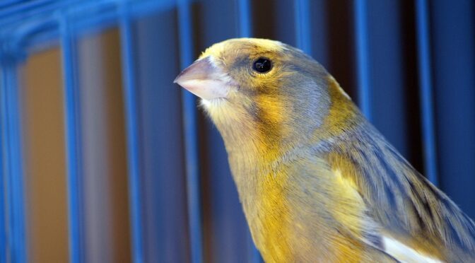 best canary cage