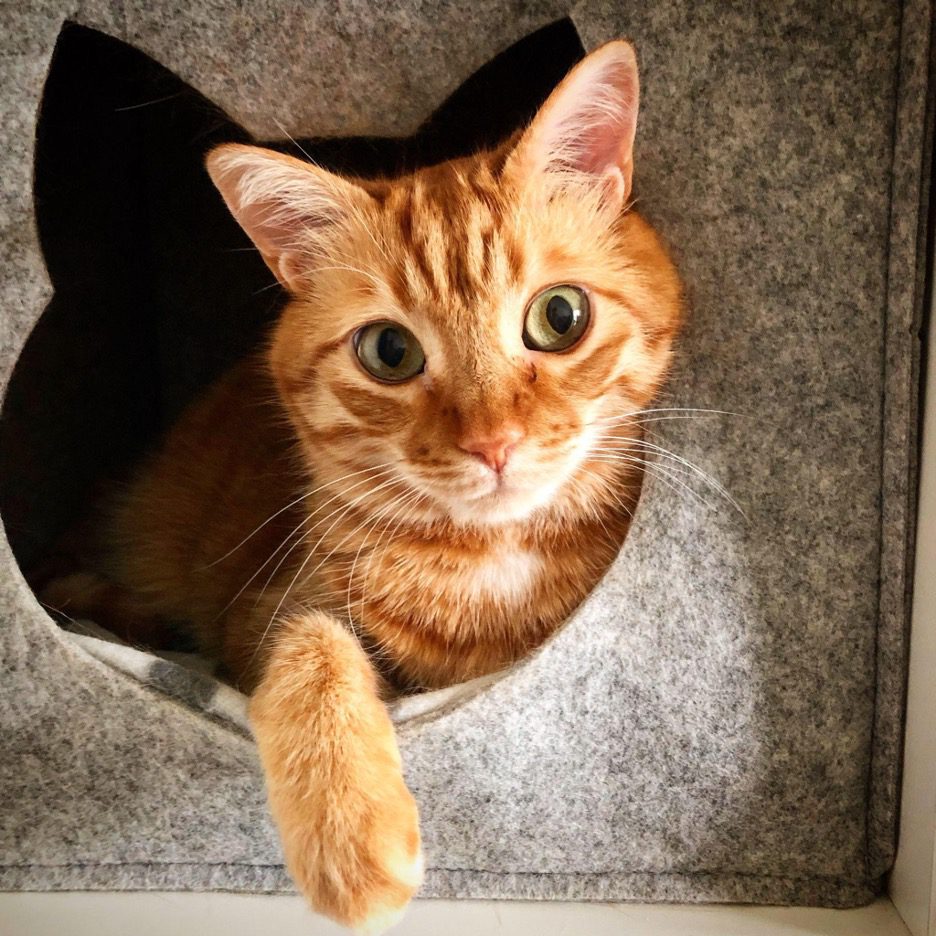 cat cave bed