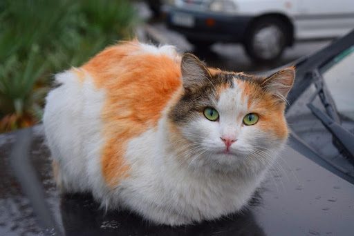 buy cat food dubai