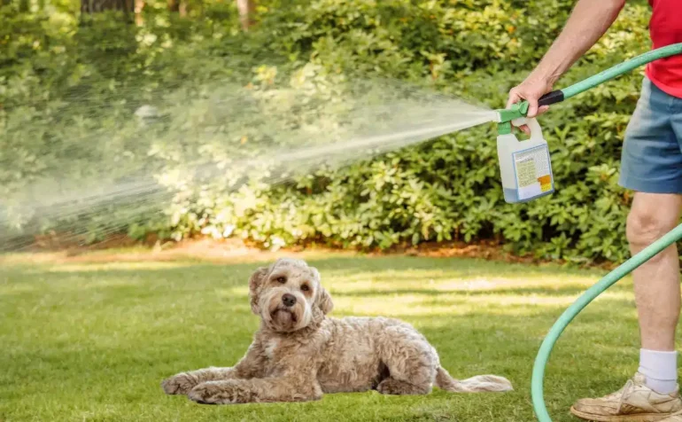 common pests in a pet-friendly environment