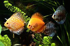 Discus Fish Community Tank