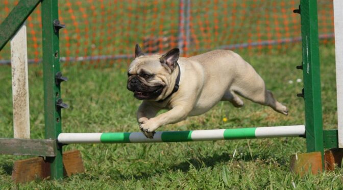 dog training courses google online