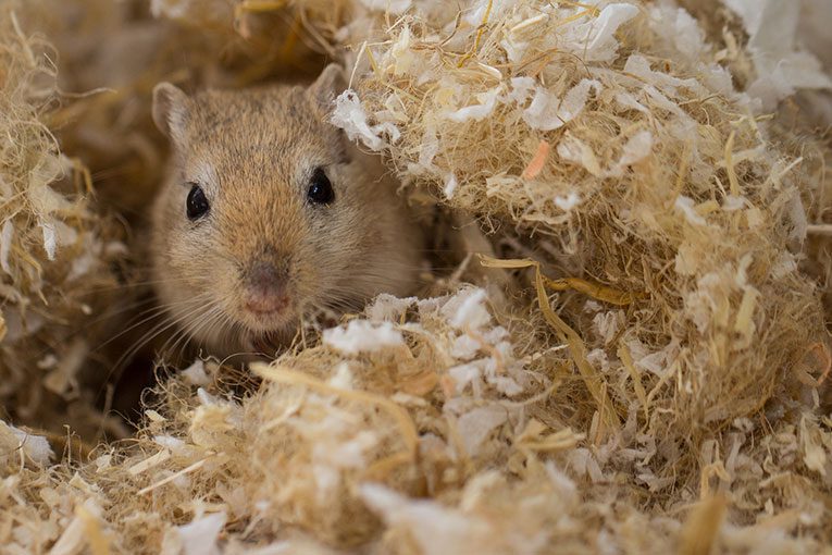 Type Bedding Best Gerbils