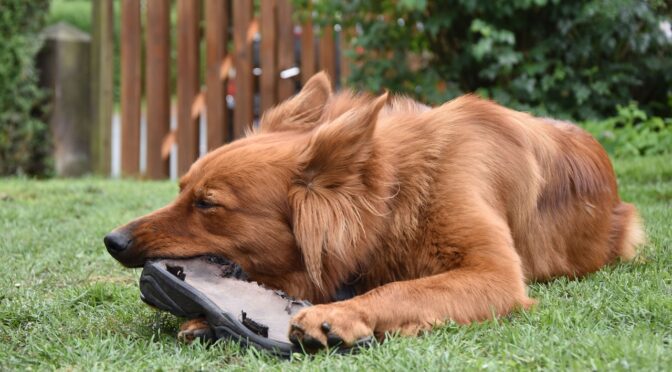backyard tips dog safe