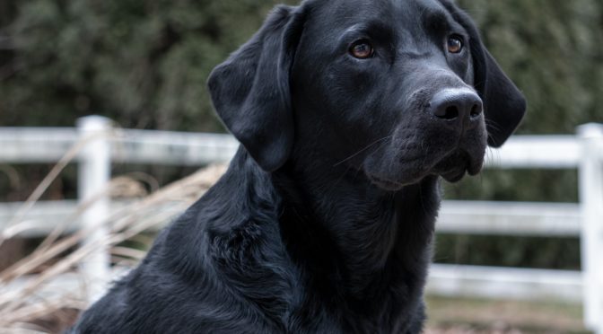 jatocreate black lab g3dcc2a55a 1920