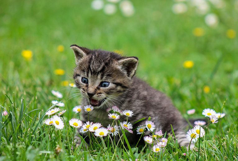 recommended cat food and supplements