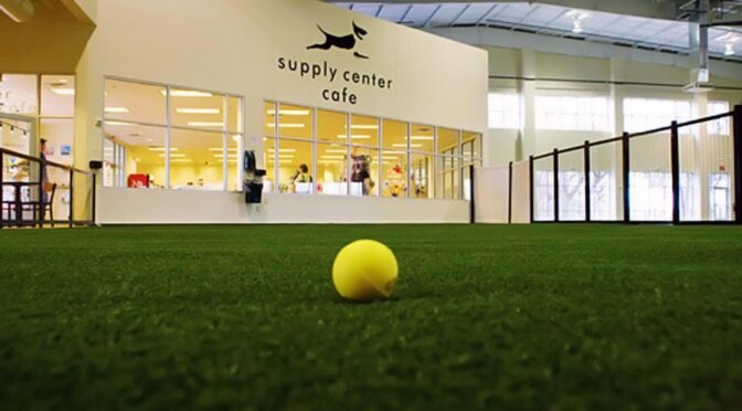 opening steel building pet spa
