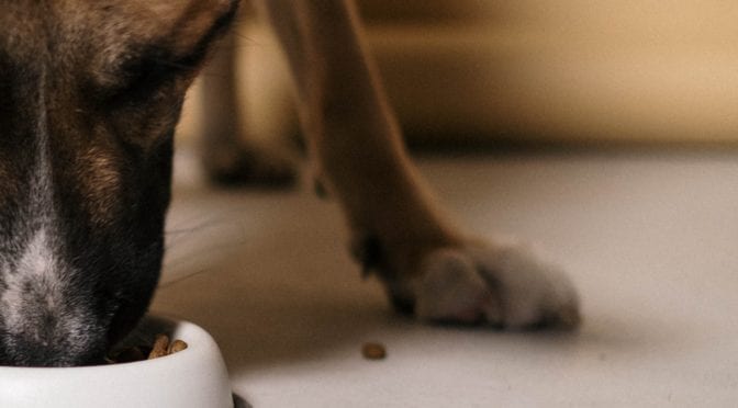 pexels c technical dog eating scaled
