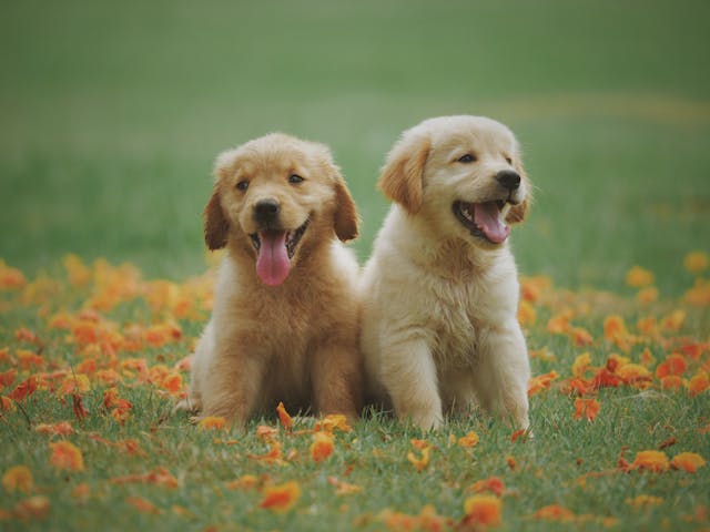 dog body language