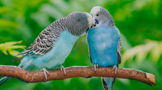 parakeet training