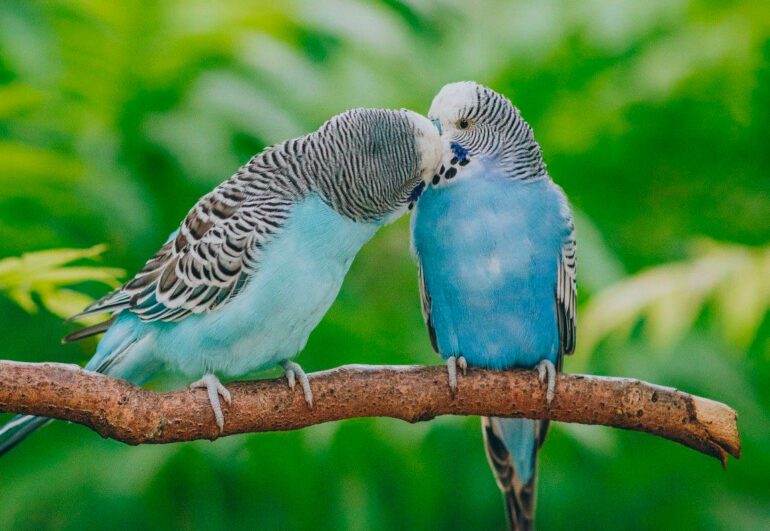 parakeet training