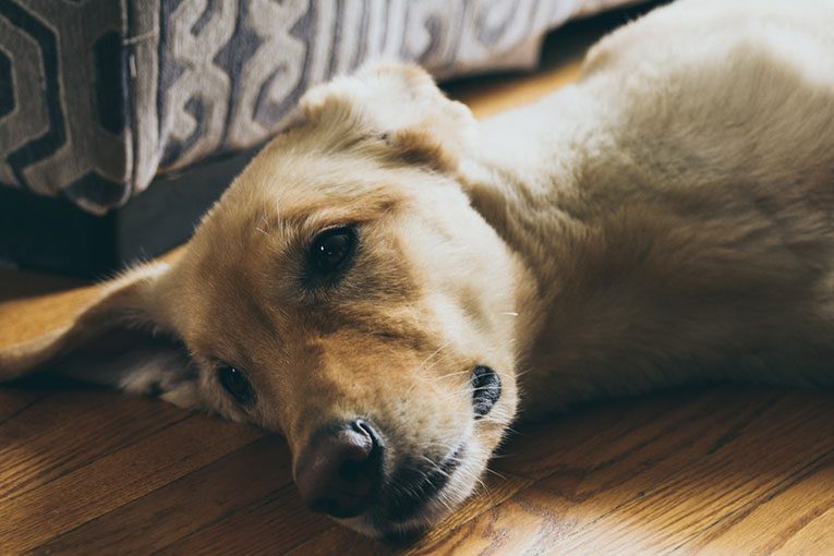 dog pressure sores prevention