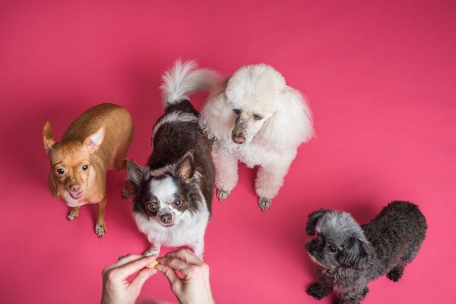 dog dogs health life