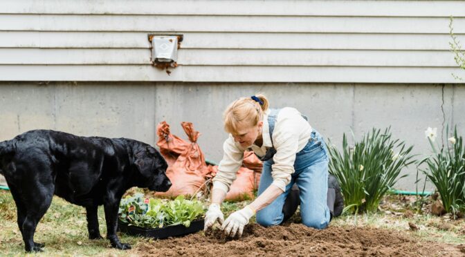 dog perfect outdoor space tools