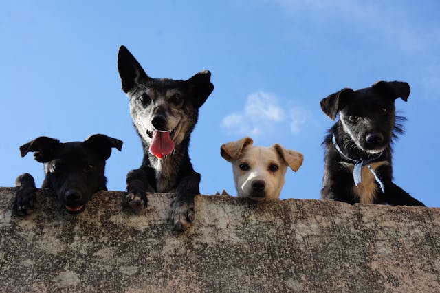 pet liability laws misconceptions