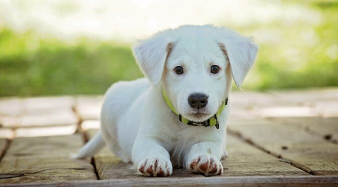 new puppy ruin home