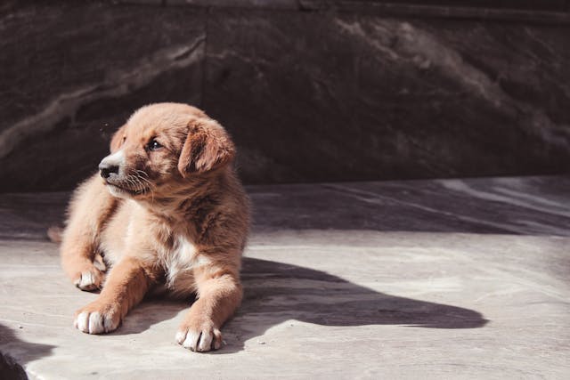 pet liability legal accidents owners