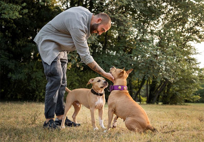 Pitbull Puppy: Care, Training, and Diet