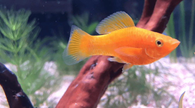 Take Care Of Platy Fish